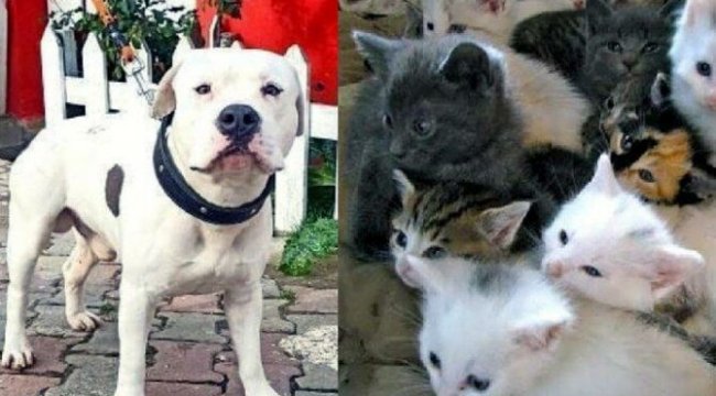 Kedi ve köpek fotoğraflarıyla dolandırdı