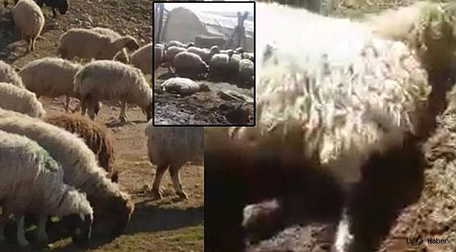 Parası olmayan çiftçinin hayvanlarını ölüme terk ettiler iddiası