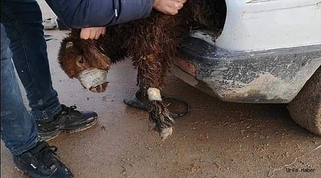 Vicdansızlık! Motor Bölümünden 4 Kuzu Çıktı