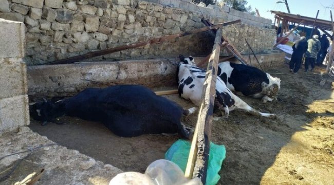 Fırtınada ahırın çatısı çöktü 3 inek telef oldu