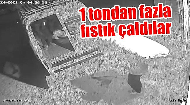 Fıstık hırsızları yakalandı
