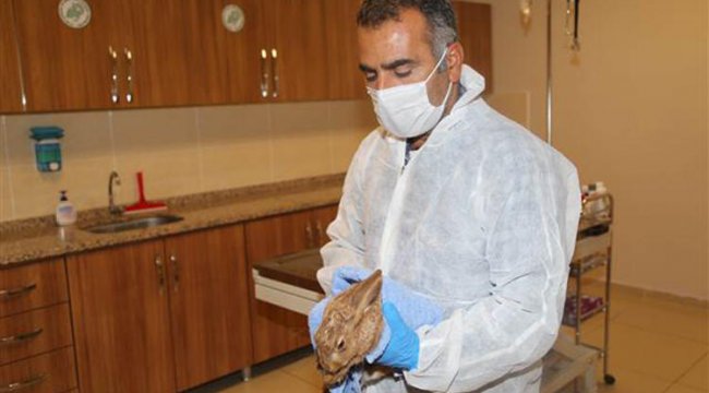 Şanlıurfa'da okul bahçesinde bulunan yaralı yabani tavşan tedavisinin ardından doğaya bırakıldı