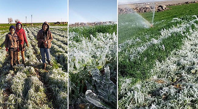 Urfa'da sulanan ekinler buz tuttu