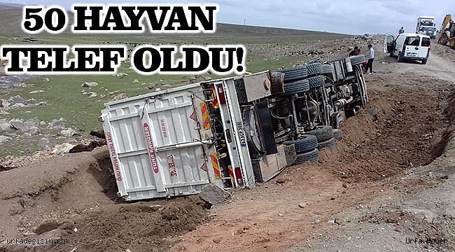 Havyan taşıyan kamyonet devrildi!
