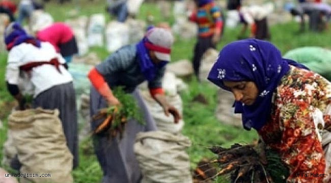 Mevsimlik tarım işçileri için rapor hazırlandı!