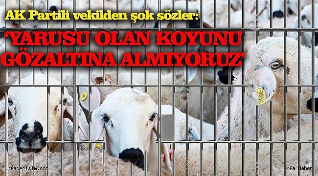 Gözaltındaki Koyunlar Yine TBMM Gündeminde!