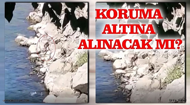 Nesli tükenme tehlikesi altında! Urfa'da bulundu