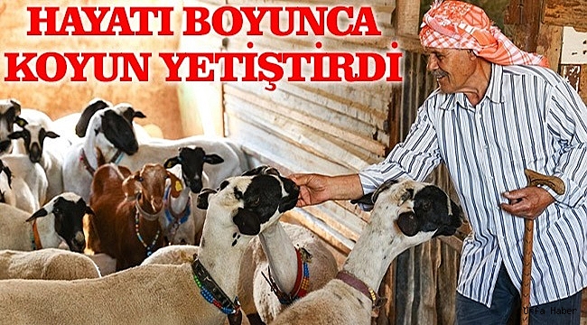 Ömrünü Koyunlara Adadı!