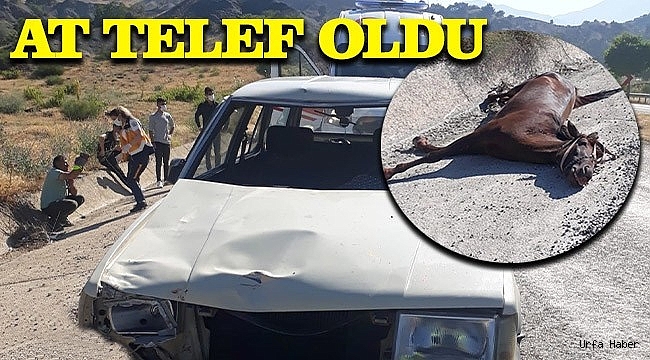 Otomobil Ata Çarptı! 2 Yaralı