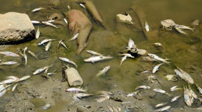 Tedirgin eden görüntü! Karasu Nehri'nin üzeri balık ölüsüyle kaplandı