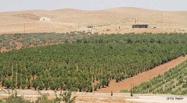 Şanlıurfa'da orman alanlarına girişler yasaklandı