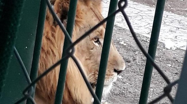 12 aslan 2 kaplan kükremeye başladı, Ankara'daki mahalleli ayağa kalktı: Korkuyoruz