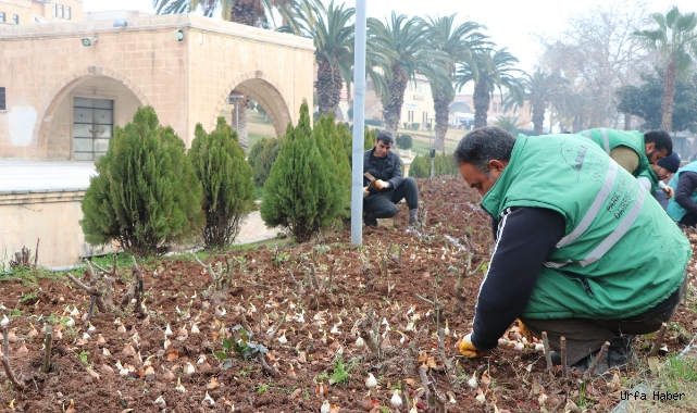 Balıklıgöl'de lale soğanları toprakla buluştu