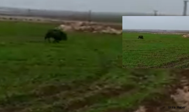 Urfa'da yaban domuzları kameraya yansıdı