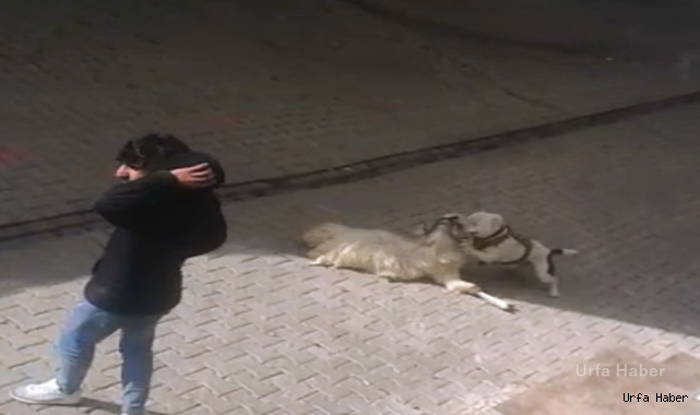 Eyyübiye'de Pitbull Dehşet Saçtı
