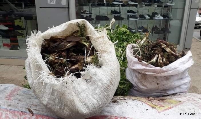 Urfa'da baharın müjdecisi tezgalara geldi!