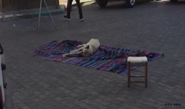 BÜYÜKŞEHİR BELEDİYESİ HASTA KÖPEĞİ KADERİ İLE BAŞ BAŞA BIRAKTI