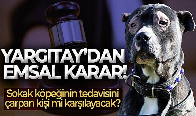 Kazada yaralanan sokak köpeğinin tedavisi için emsal karar