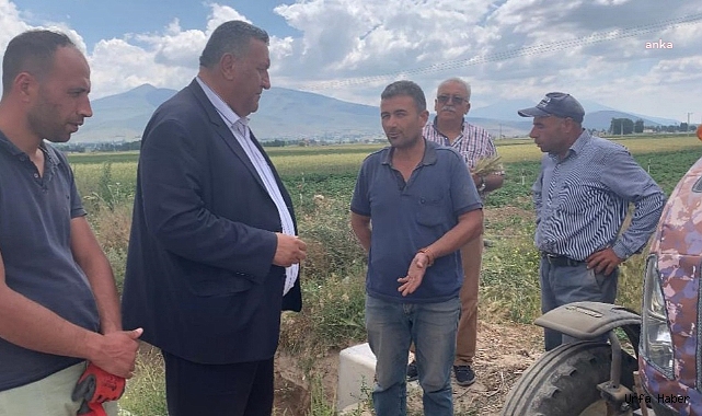 PATATES ÜRETİCİSİ: TARLA YARI YARIYA BOŞ. İLAÇ ATAMIYORUZ, GÜBRE ATAMIYORUZ