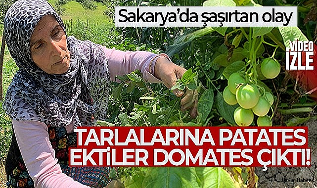 Şaşırtan olay: Tarlalarına patates ektiler, domates çıktı
