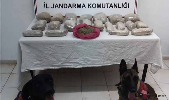 ŞANLIURFA'DA 2 MİLYON DEĞERİNDE 11 KİLO BONZAİ ELE GEÇİRİLDİ