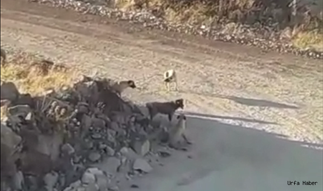 ŞANLIURFA'DA BİR MAHALLE SOKAK KÖPEKLERİNİN İSTİLASI ALTINDA