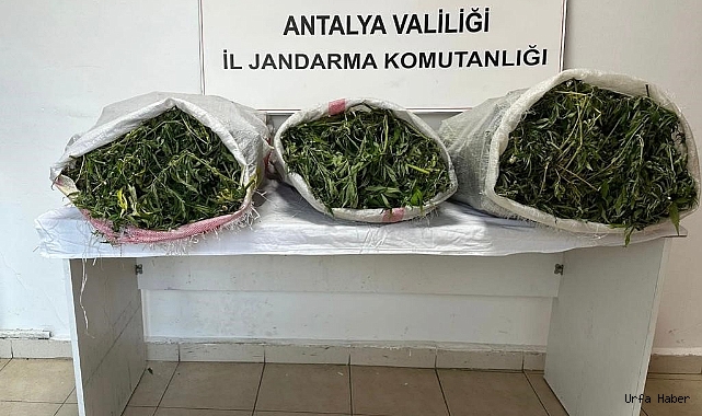 19 kilo 745 gram skunk maddesi ele geçirildi