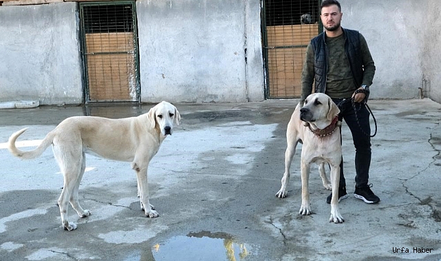 Avrupa ülkelerinden bile talep gören saf ırk köpekler, Erzincan’da yetiştiriliyor