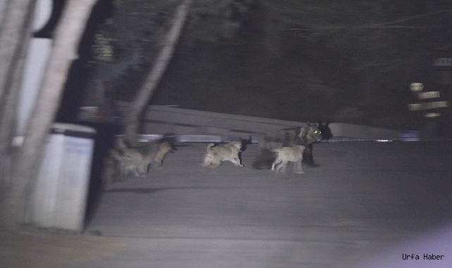 Başıboş köpeklerin ayıya saldırdığı anlar kamerada