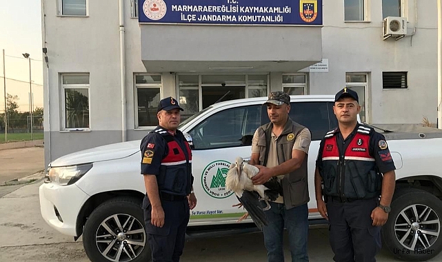 Jandarma yaralı leylek buldu