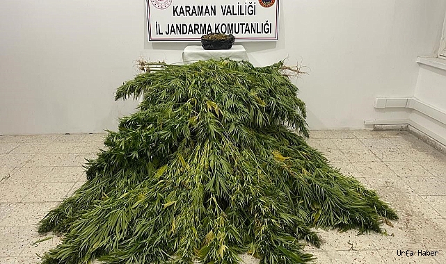 Jandarmadan kenevir ve esrar operasyonu