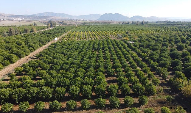 ALMANYA DA ADANA'NIN LİMONUNU YİYOR