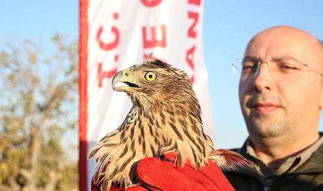 ŞANLIURFA'DA SON 10 YILDA BİN 460 KANATLI HAYVAN TEDAVİ EDİLDİ