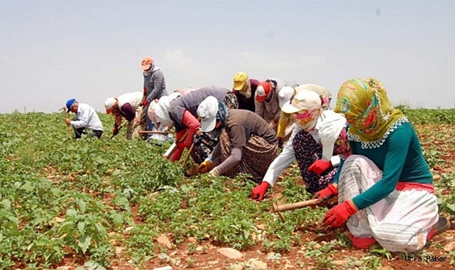 "URFA'DAN GÖÇ EDEN TARIM İŞÇİLERİ İLKEL ŞARTLARDA KALIYOR, IRKÇI SALDIRILARA UĞRUYOR"