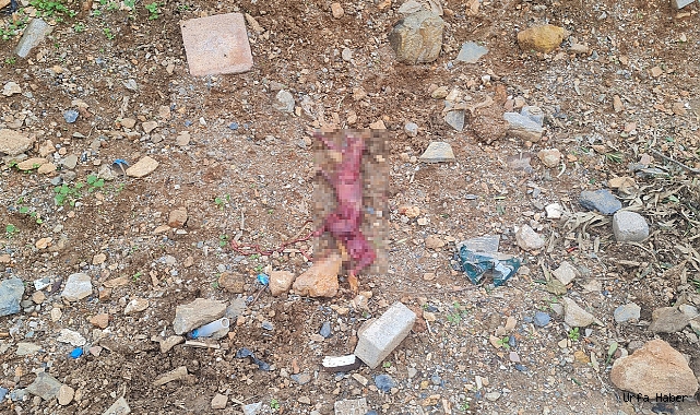 BODRUM'DA KORKUNÇ MANZARA