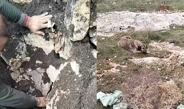 MOLOZLARIN ALTINDA SIKIŞAN YAVRU KÖPEKLER KURTARILDI