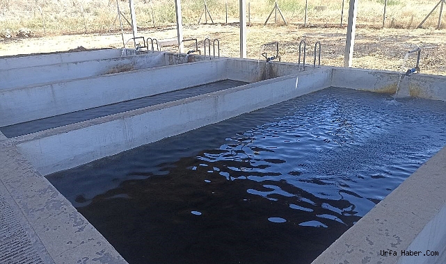 ŞANLIURFA'DA BALIKLARIN SAĞIMI YAPILDI