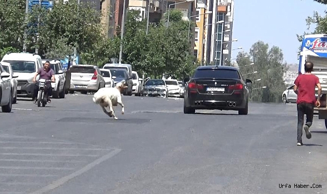URFA'DA KURBAN KAÇ KASAP TUT KOVALAMACASI