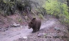 AĞAÇ DALI İLE OYNAYAN AYI FOTOKAPANA YAKALANDI