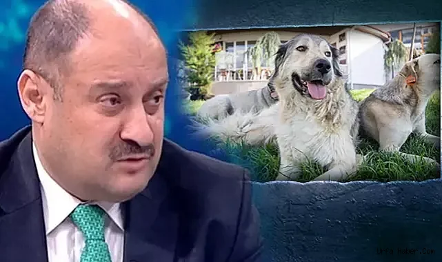 KASIM GÜLPINAR'DAN SOKAK HAYVANLARI RESTİ! "BURADA UYGULATMAM"