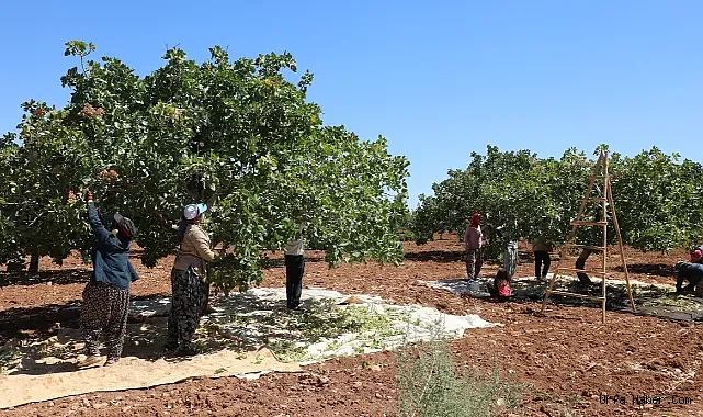 ŞANLIURFA'DA FISTIK YEVMİYESİ VE ÇALIŞMA ŞARTLARI BELİRLENDİ