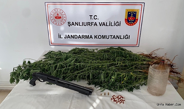 SİVEREK'TE UYUŞTURUCU OPERASYONU: 2 GÖZALTI