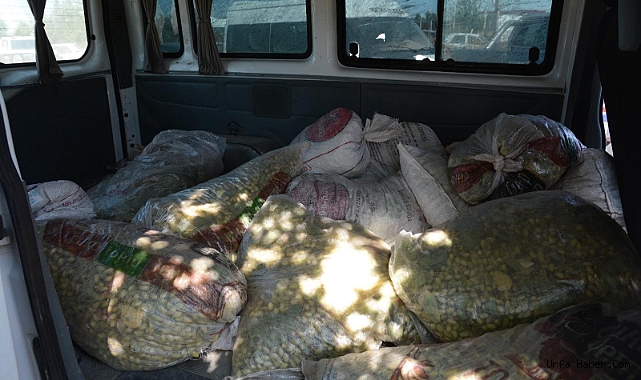 TİGEM SAHASINDAN 1.5 TON FISTIK ÇALAN ŞAHISLAR YAKALANDI