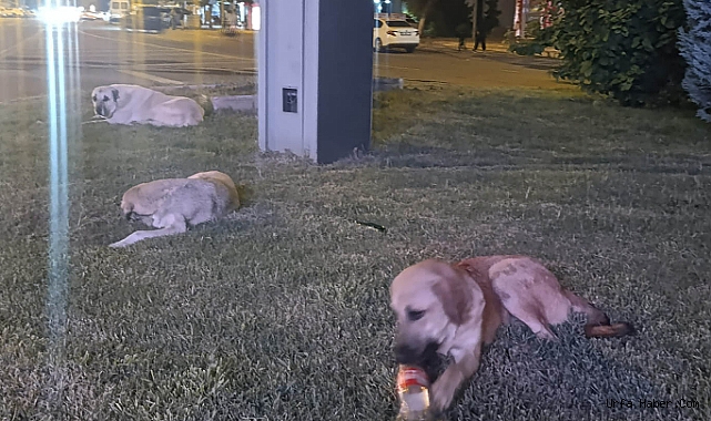 KÖPEKLERİN SALDIRISINDAN KAÇAN ÇOCUĞU SÜRÜCÜ KURTARDI