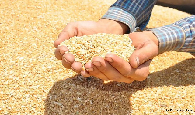 TMO, 90 GÜN VADE FARKSIZ ARPA VE YULAF SATIŞI YAPACAK