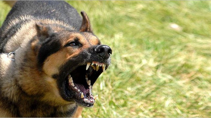 Başıboş Köpek Dehşeti Yine Can Yaktı