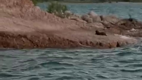 Doğada Ender Görülen Su Samuru Ortaya Çıktı !