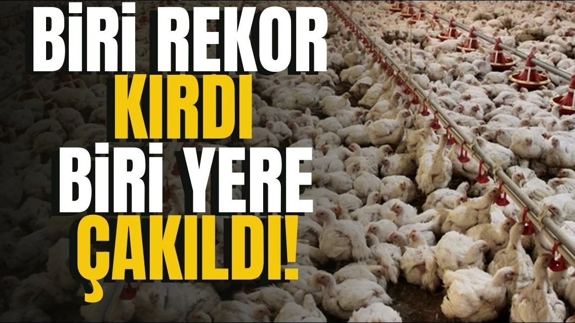 Yumurta Üretimi Sert Düştü, Tavuk Eti Rekor Kırdı