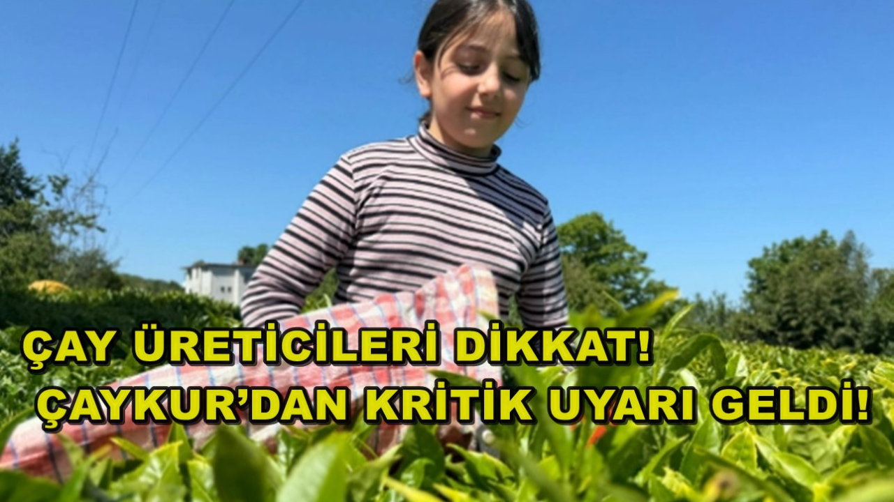 Çay Üreticileri Dikkat! ÇAYKUR’dan Kritik Uyarı Geldi!