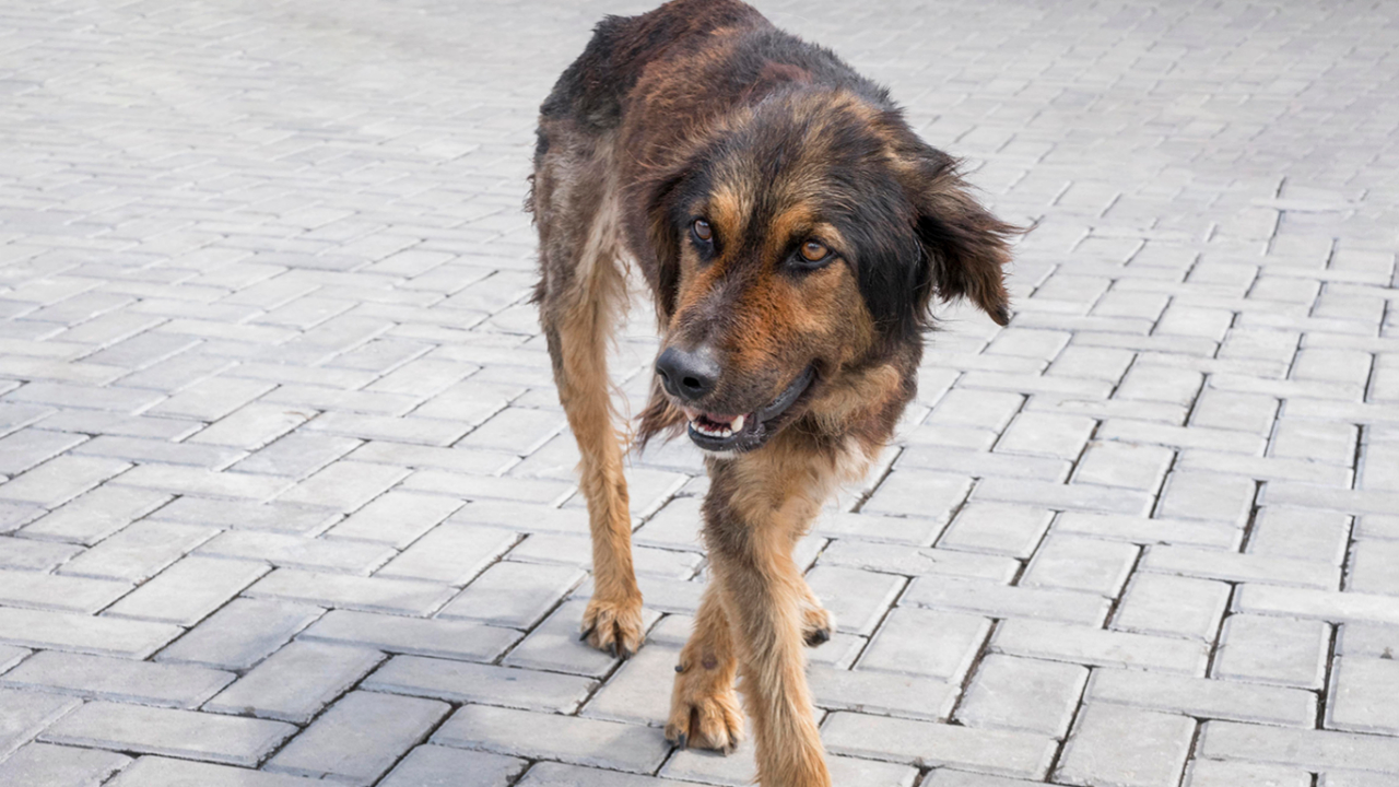 Başıboş Köpekler Vatandaşları Tedirgin Ediyor